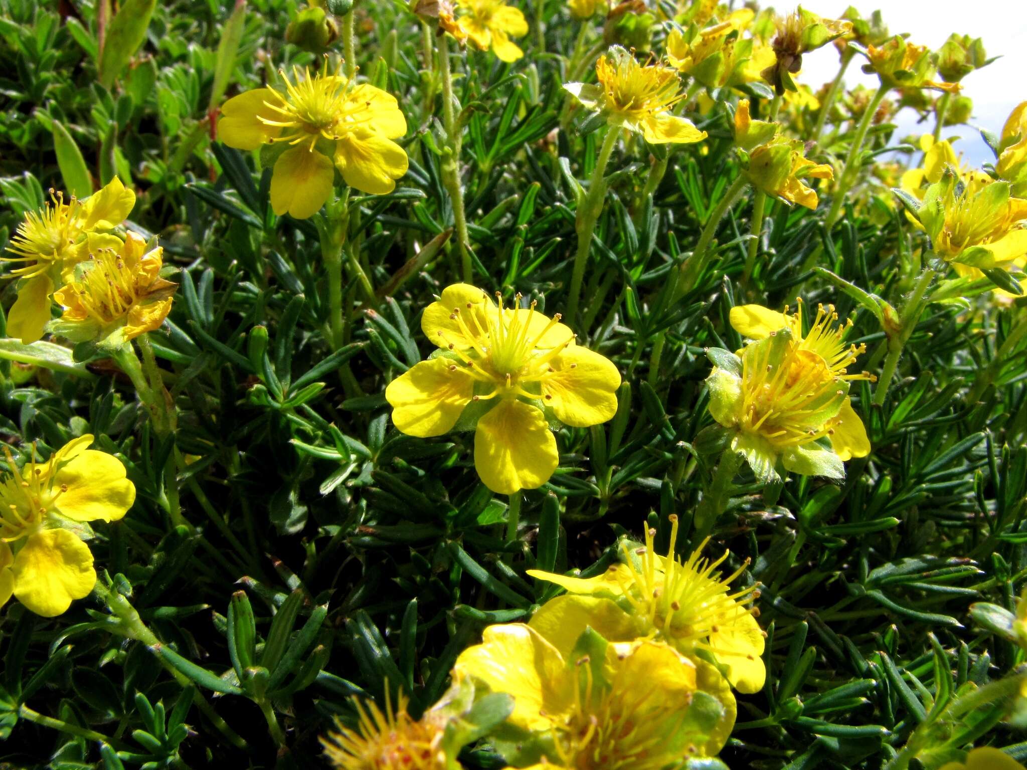 Imagem de Potentilla biflora Willd. ex Schltdl.