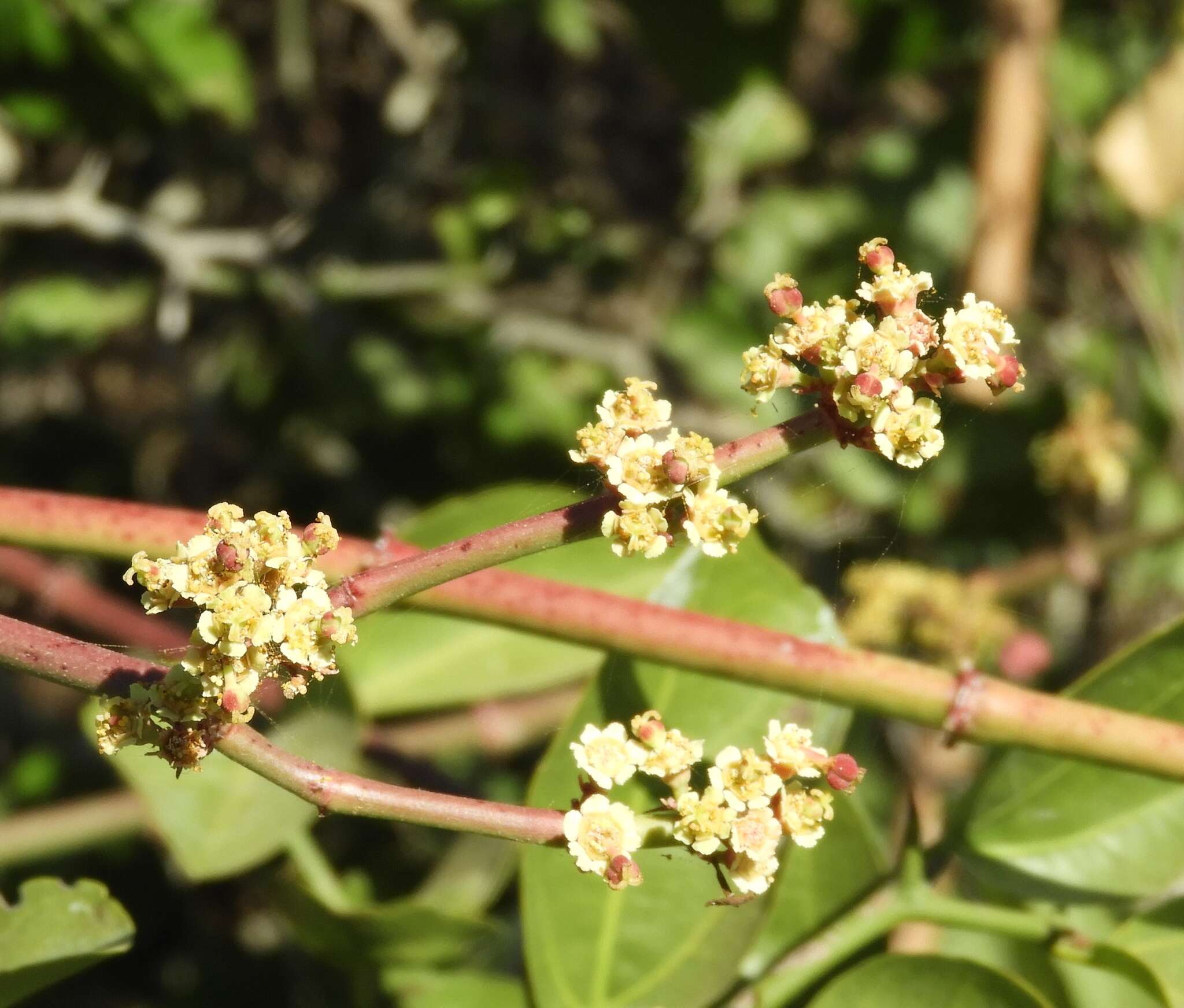 Image of Euphorbia colletioides Benth.