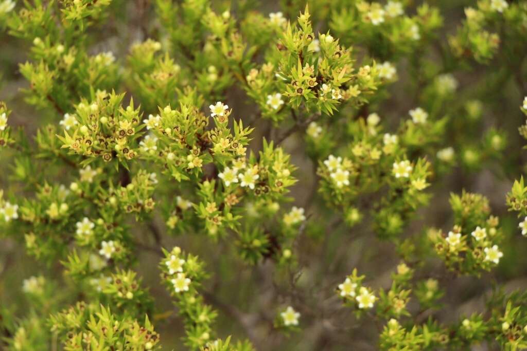 Image of Diosma aristata I. Williams