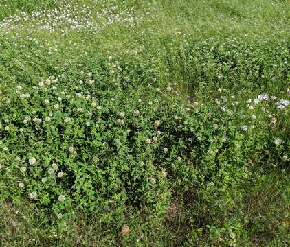 Image of arrowleaf clover