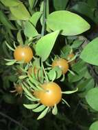 Image of Barbados shrub