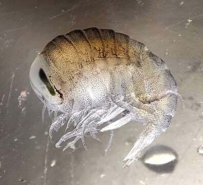 Image of big-eye amphipod