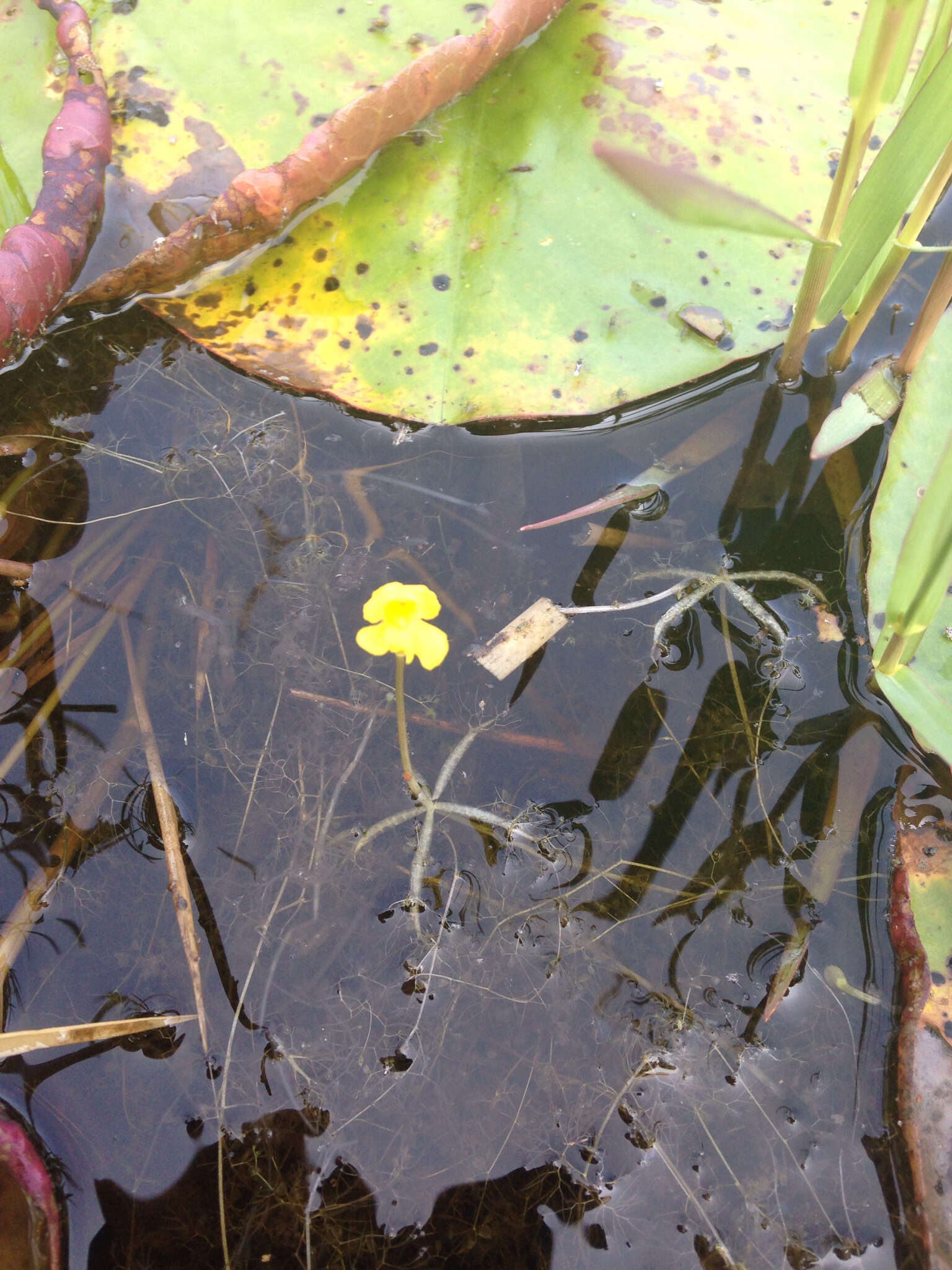 Image of little floating bladderwort