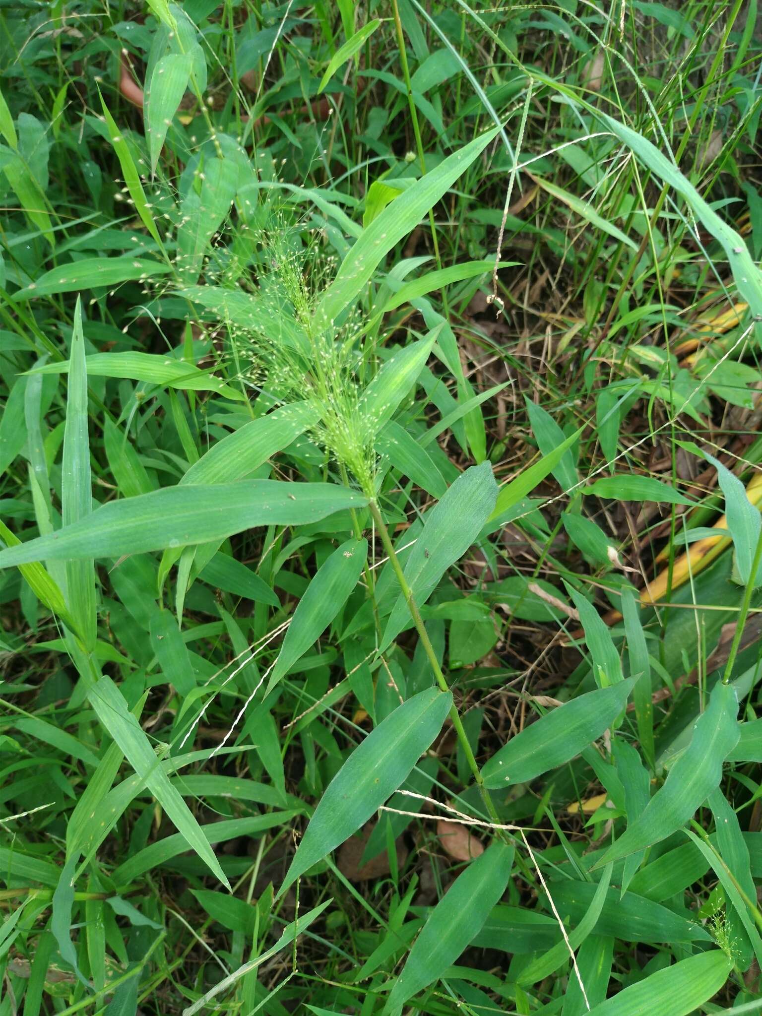 Plancia ëd Cyrtococcum patens var. latifolium (Honda) Ohwi