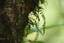 Image of Hymenophyllum barbatum (v. d. Bosch) Bak.