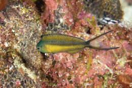 Image of Bundoon blenny