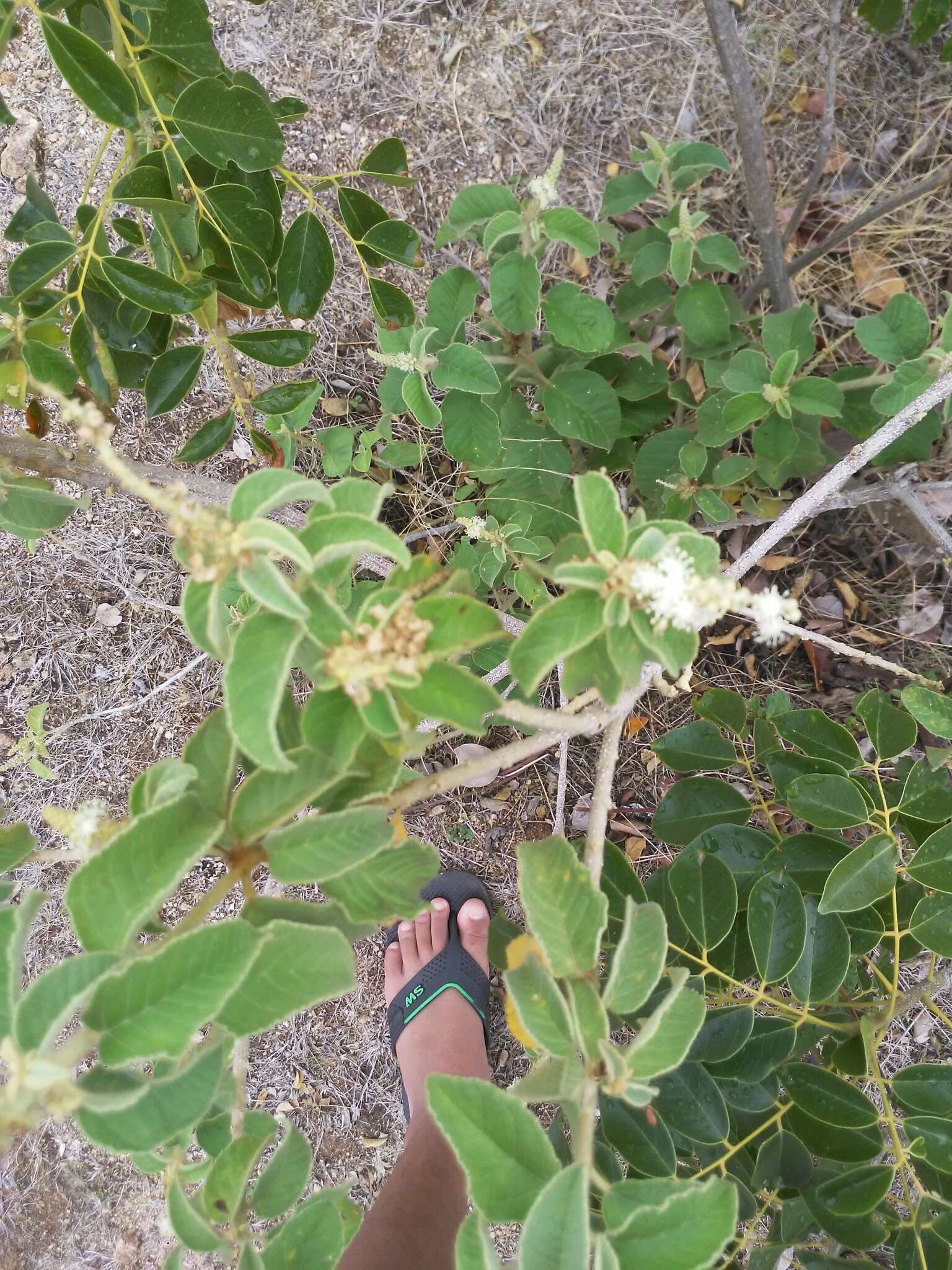 Слика од Croton heliotropiifolius Kunth