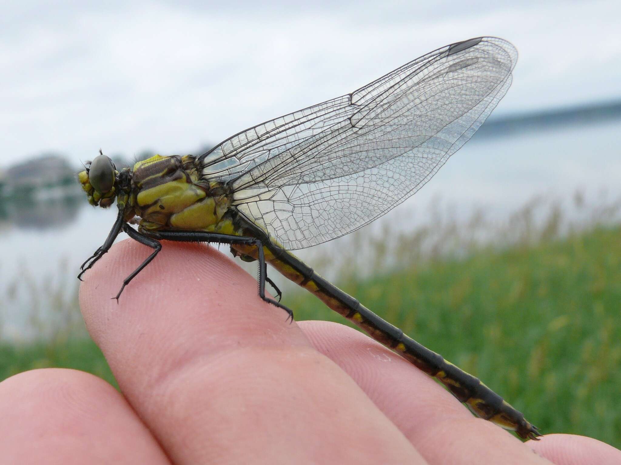 صورة Dromogomphus Selys 1854