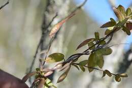 Image of Metastelma californicum subsp. lanceolatum (Schltr.) Liede & Meve