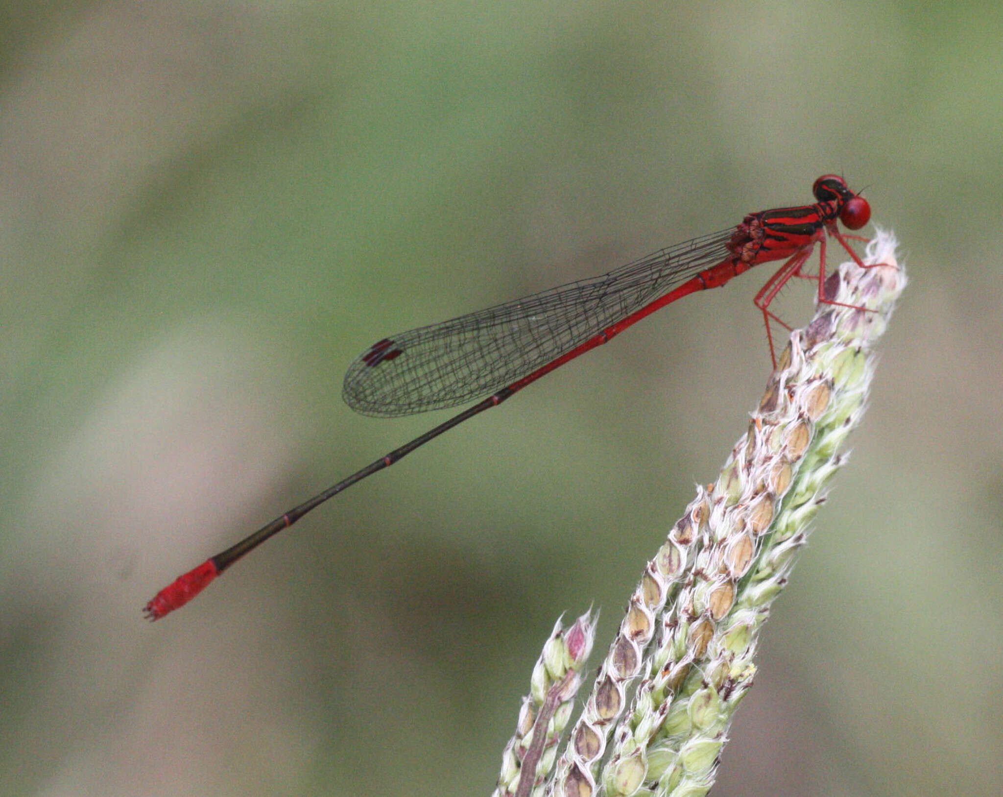 Image of Megalagrion oresitrophum (Perkins 1899)