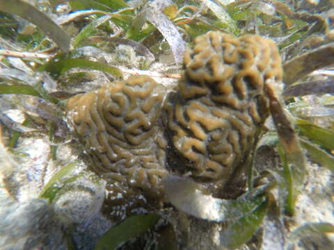 Image of Pseudodiploria Fukami, Budd & Knowlton 2012