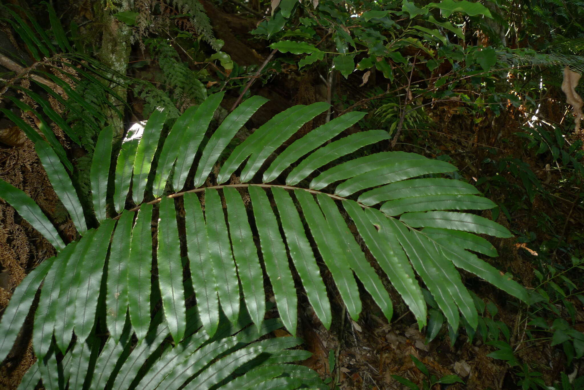 Image de Parablechnum chauliodontum (Copel.) Gasper & Salino