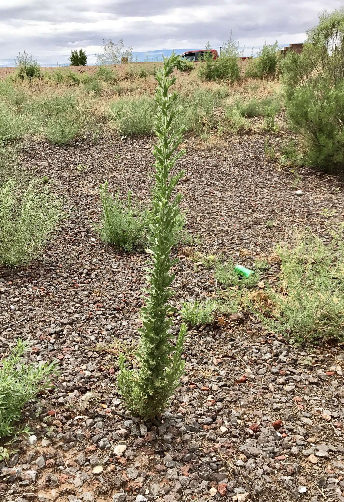 Plancia ëd Laennecia coulteri (A. Gray) G. L. Nesom