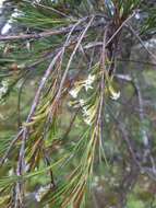 Image of Dracophyllum lessonianum A. Rich.