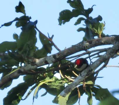 Image of Black-girdled Barbet