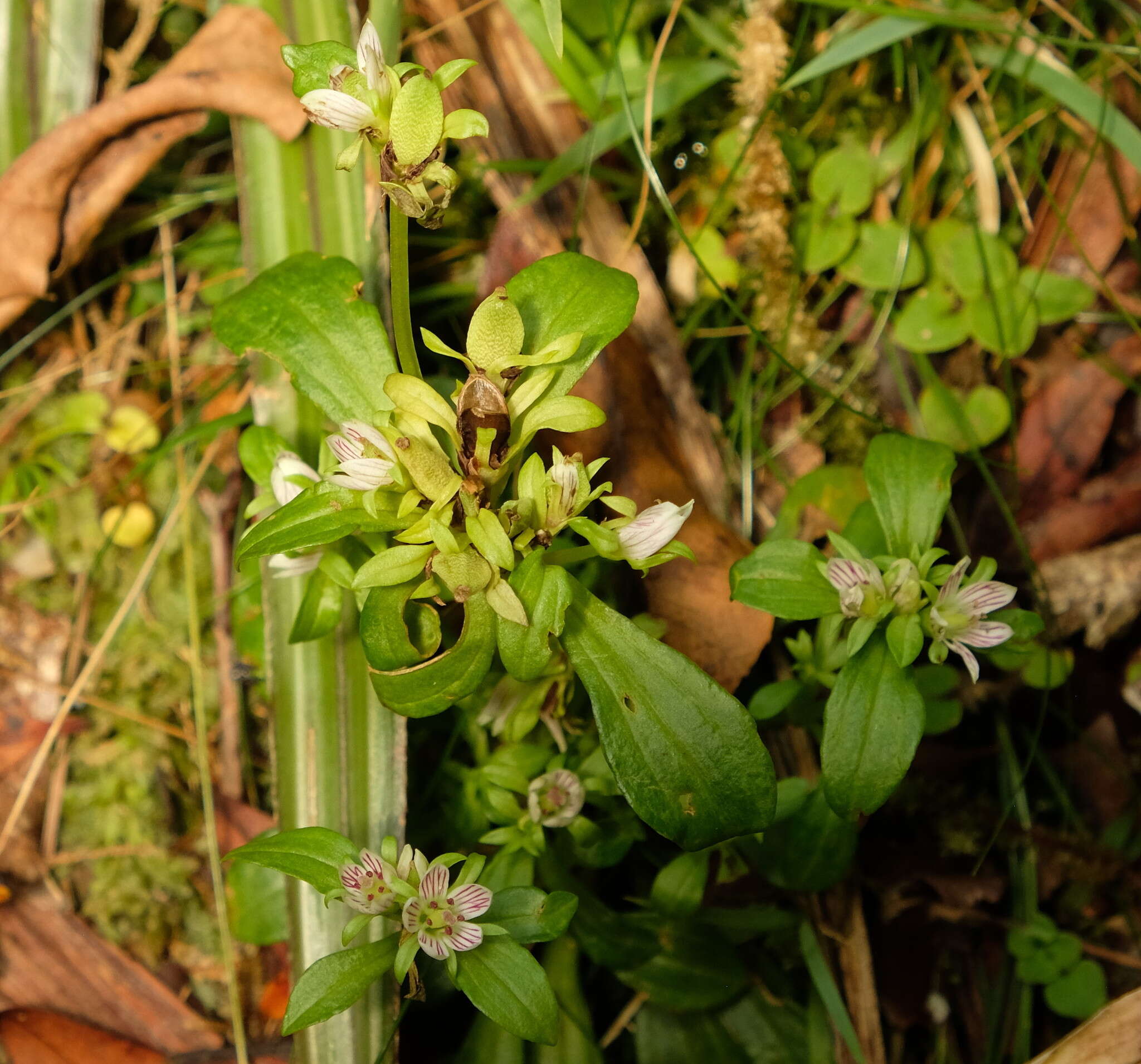 Image of Gentianella spenceri (Kirk) T. N. Ho & S. W. Liu