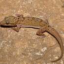 Image of Hemidactylus hajarensis Carranza & Arnold 2012