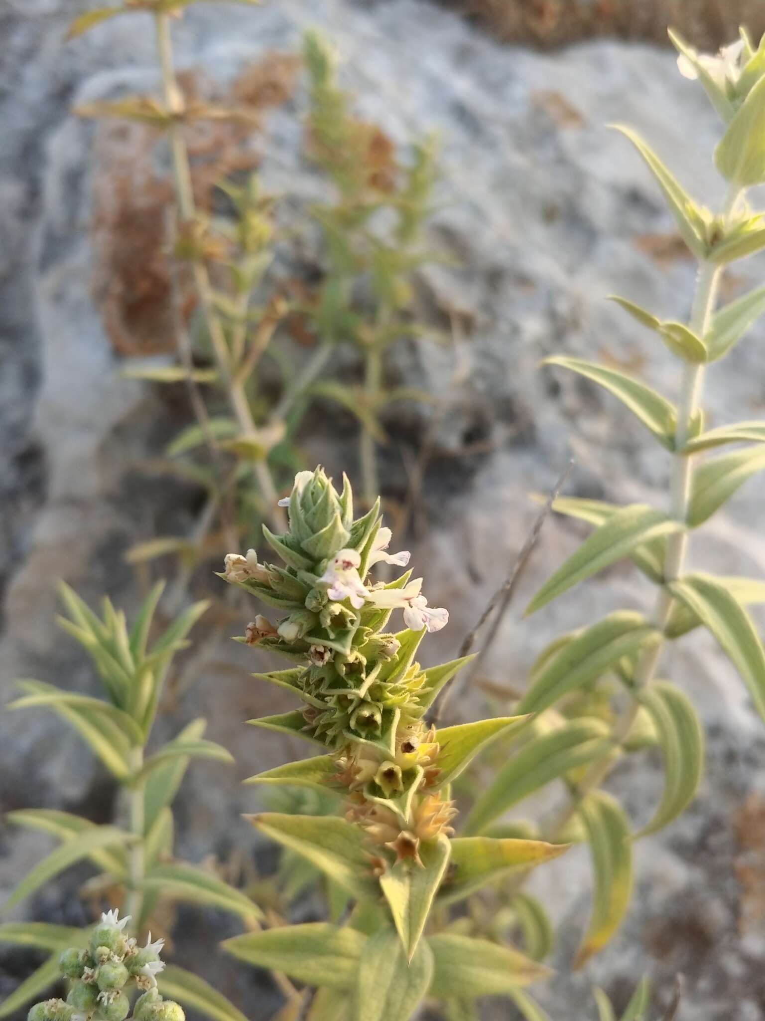 Слика од Stachys palaestina L.