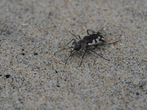 Image of Western Beach Tiger Beetle