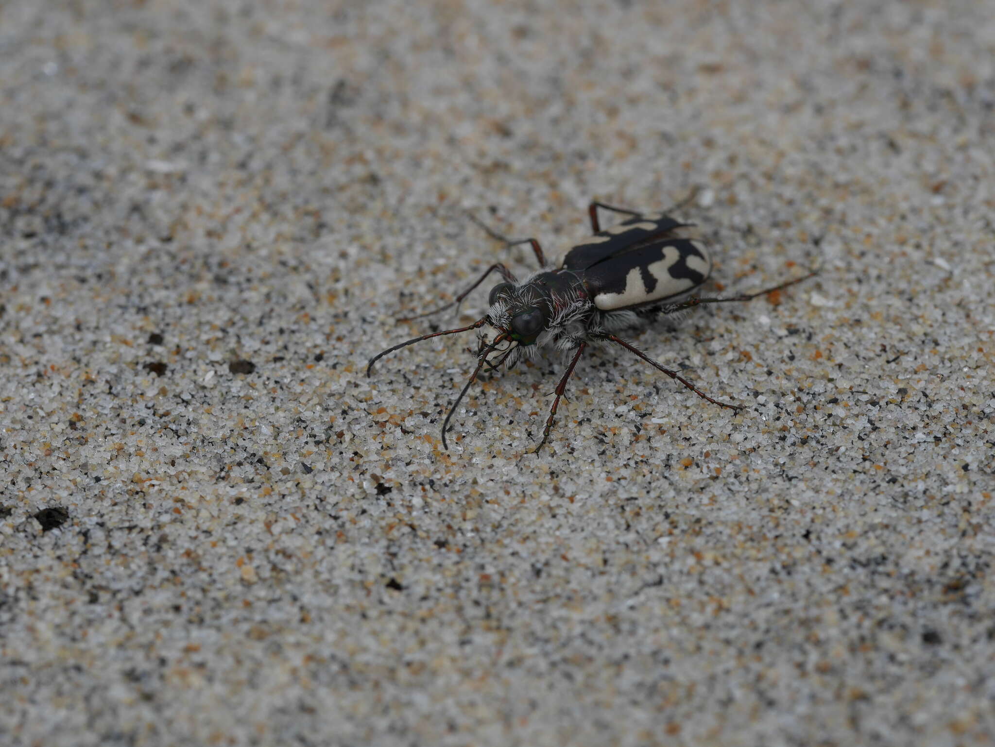 Image of Cicindela (Cicindela) latesignata latesignata Le Conte 1851