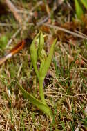 Image of Waireia stenopetala (Hook. fil.) D. L. Jones, M. A. Clem. & Molloy