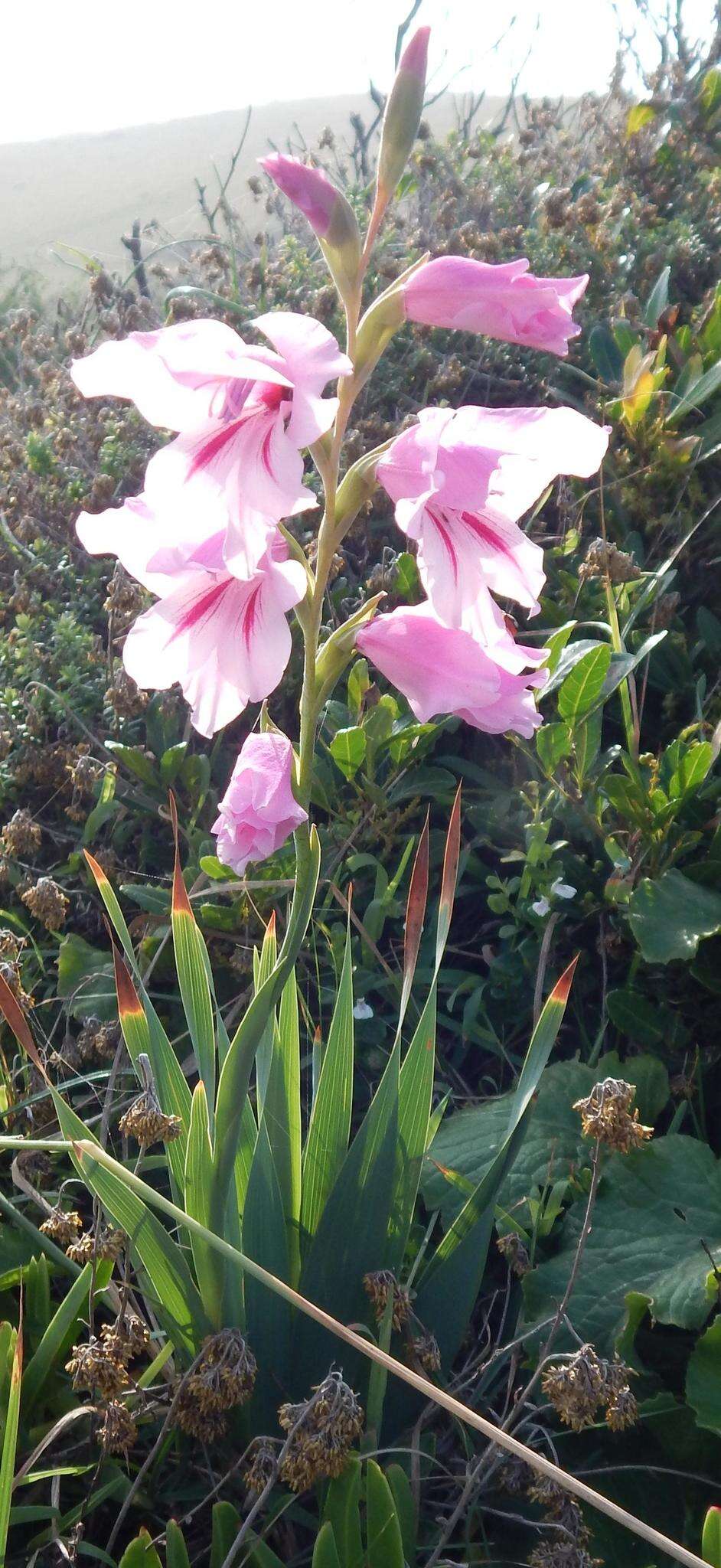 Image of Gladiolus ochroleucus Baker