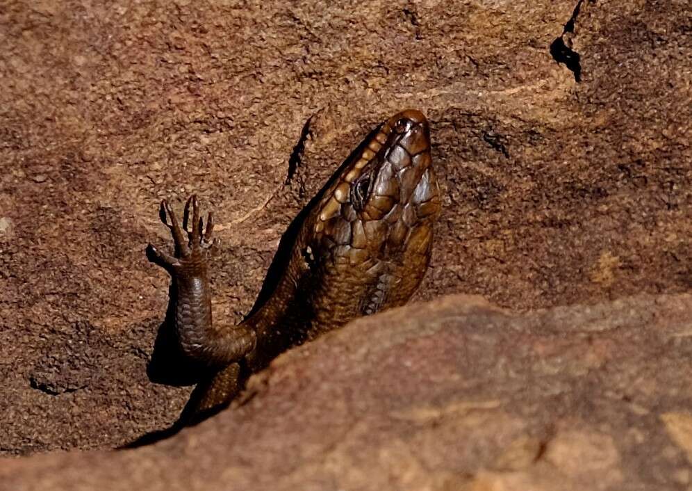 Imagem de Egernia striolata (Peters 1870)