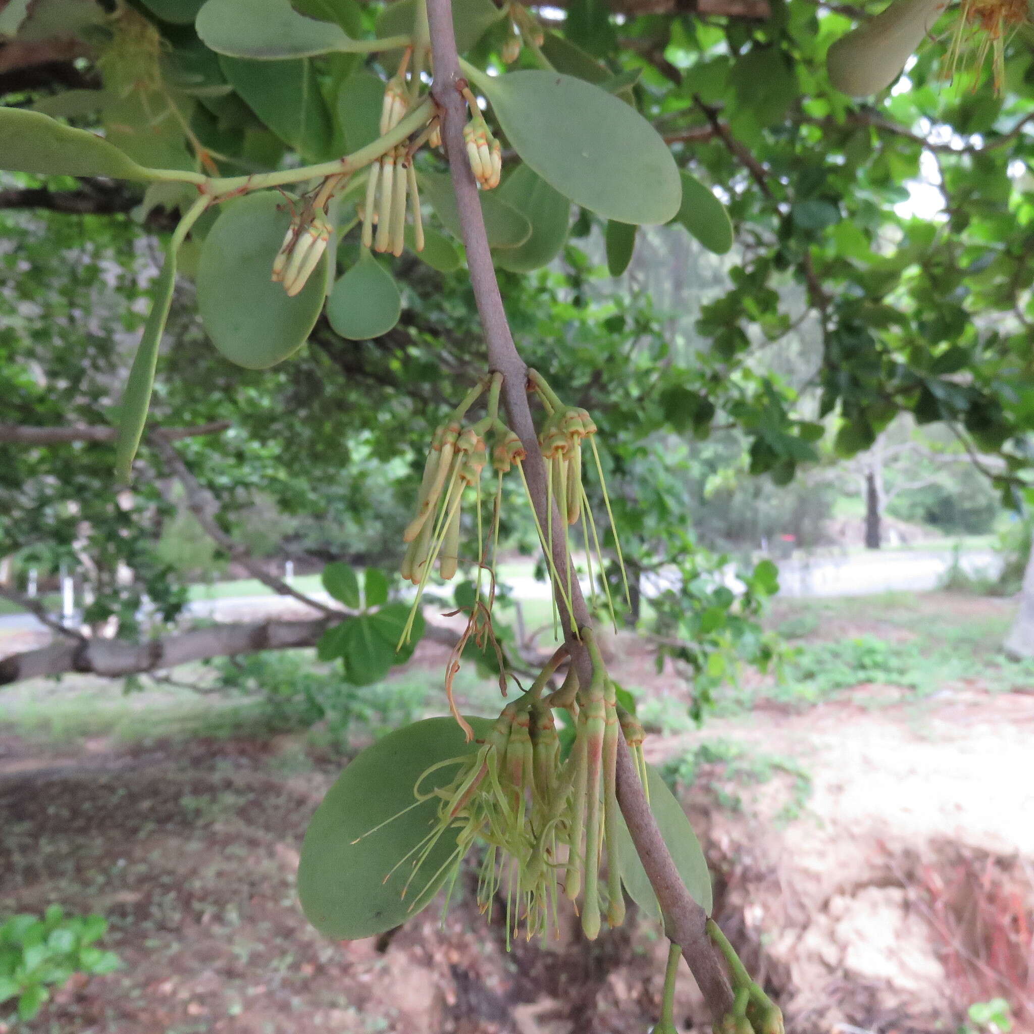 Image of Amyema villiflora (Domin) Barlow