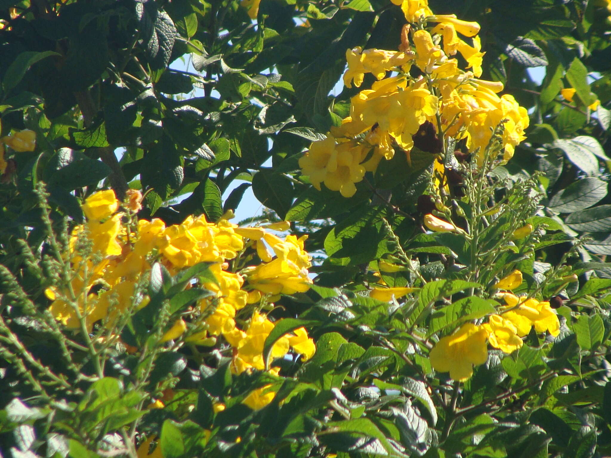 Image of Yellow bells