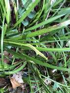 Image of Dwarf Sedge