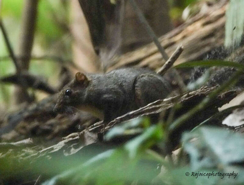 Image of Orange-bellied Himalayan Squirrel