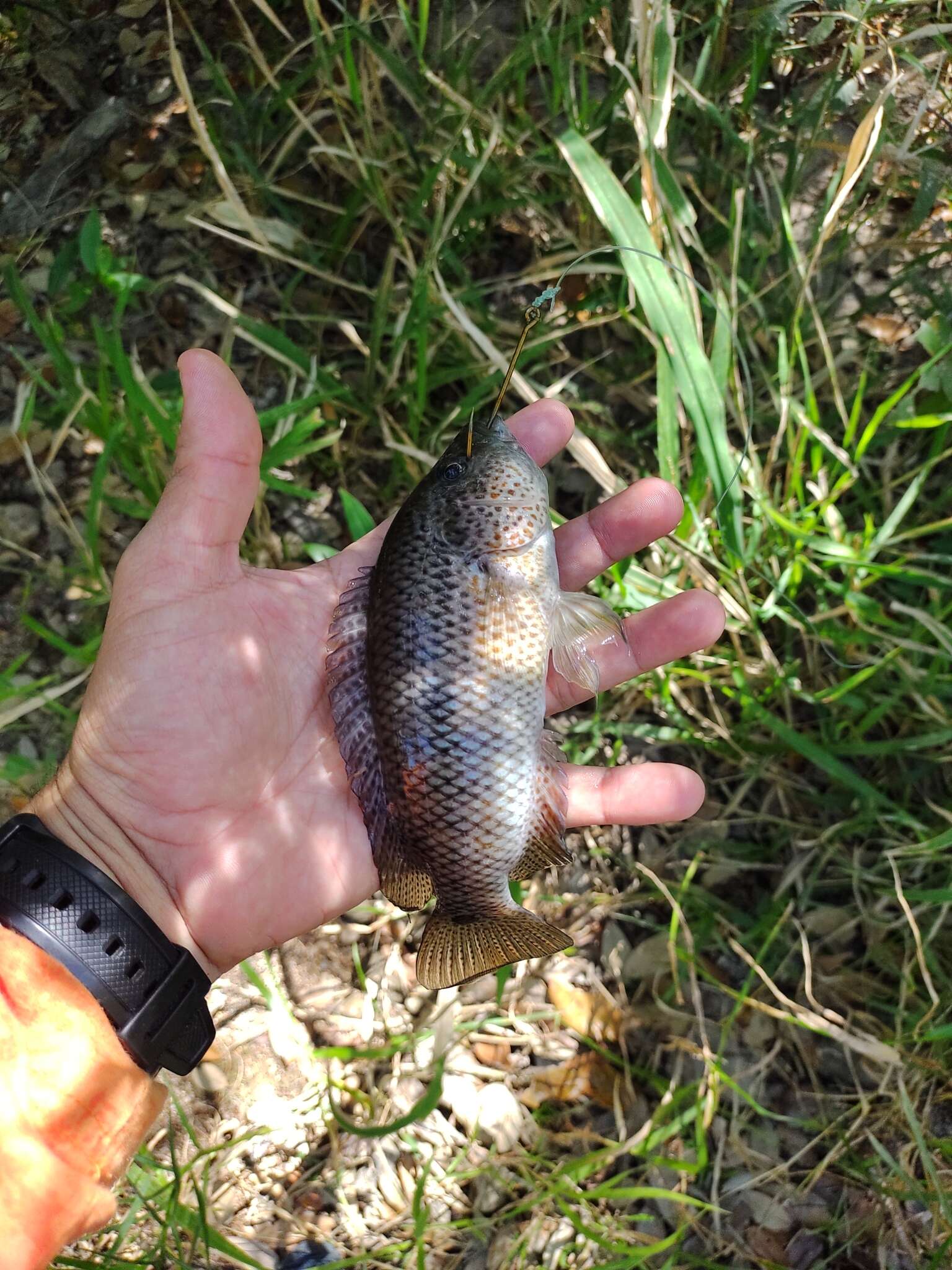 Parachromis motaguensis (Günther 1867)的圖片