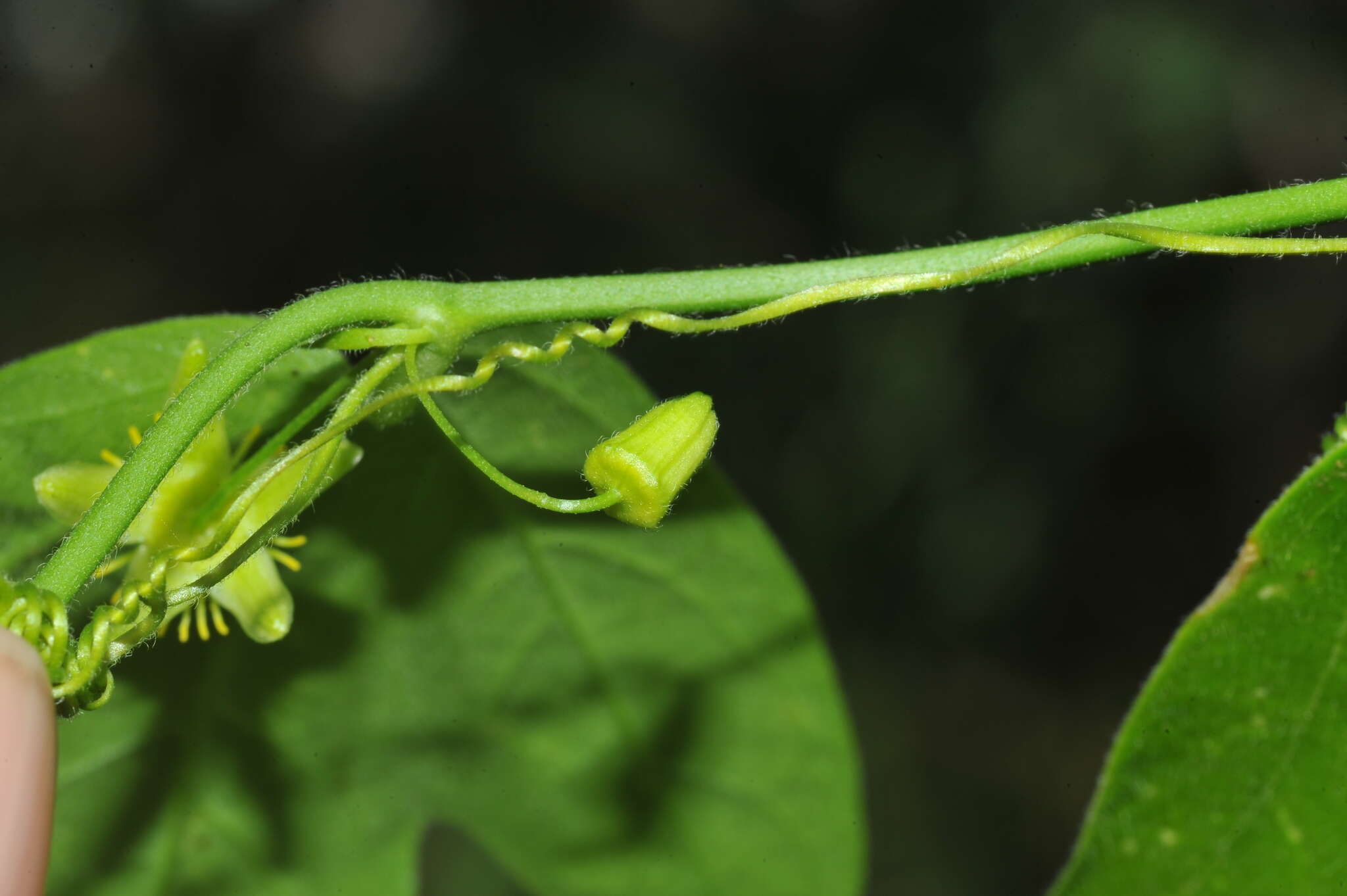Image of corkystem passionflower