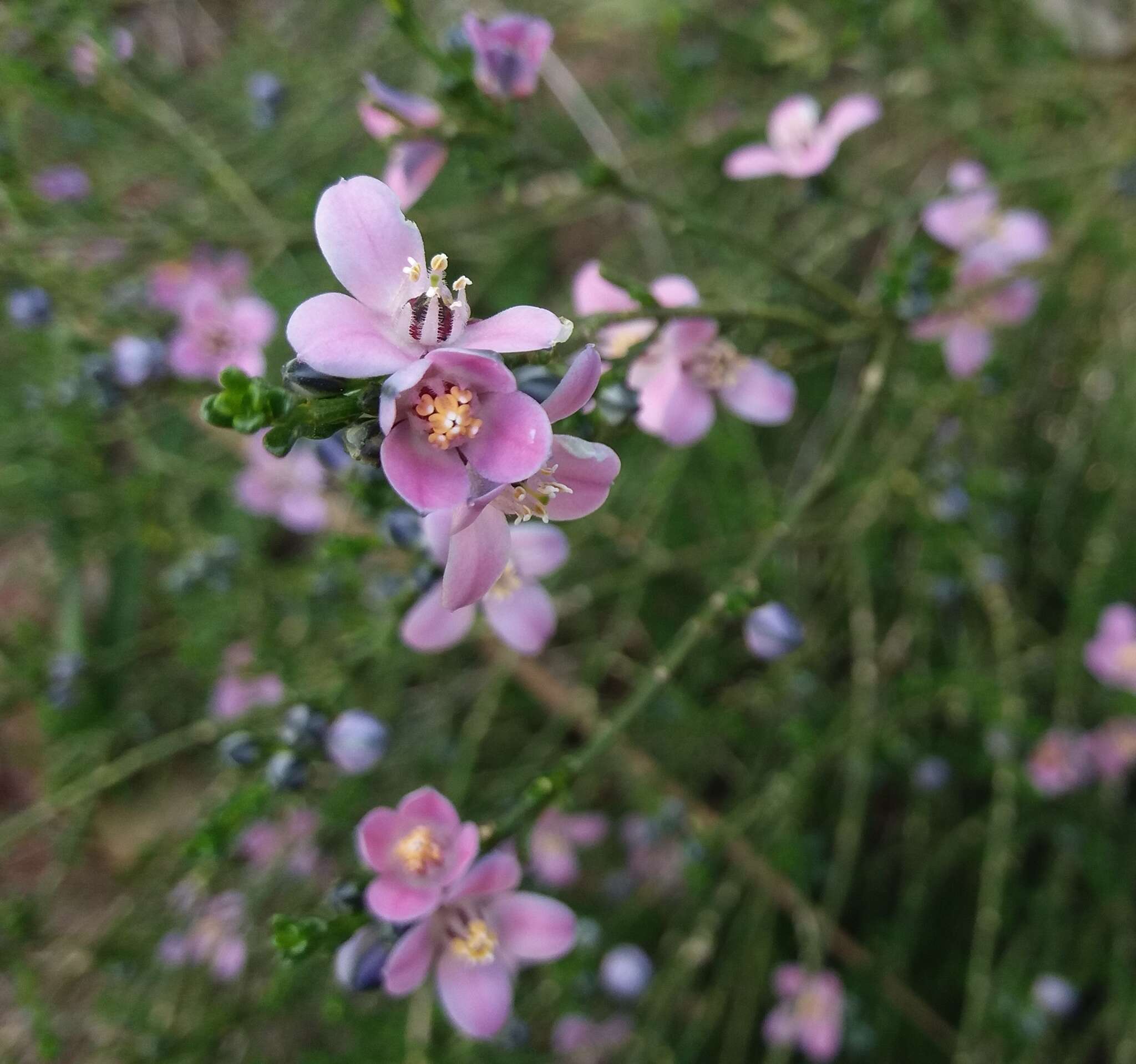 Image of Cyanothamnus coerulescens subsp. coerulescens