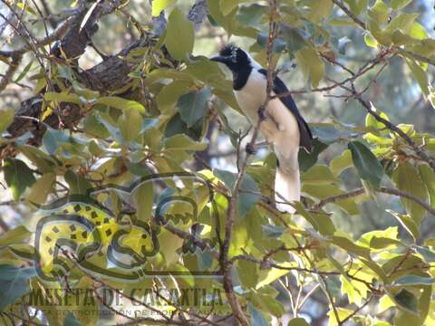 Imagem de Cyanocorax dickeyi Moore & RT 1935