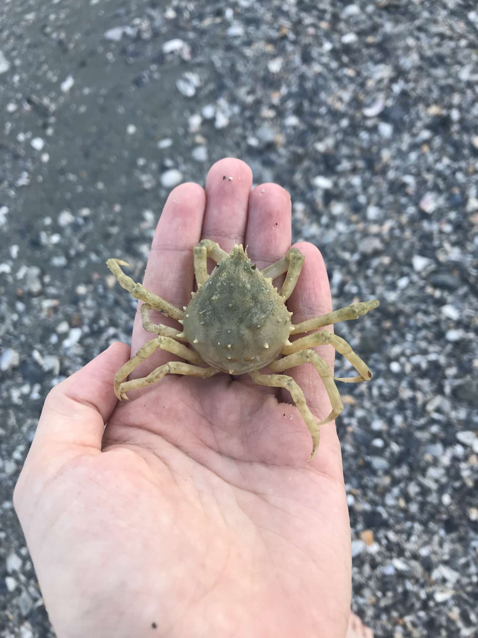 Image of doubtful spider crab