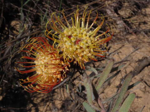 Image of Leucospermum arenarium Rycroft