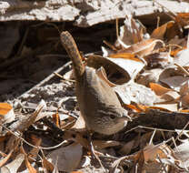 Image of Sinaloa Wren