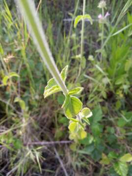 Image of Clinopodium vulgare subsp. orientale Bothmer