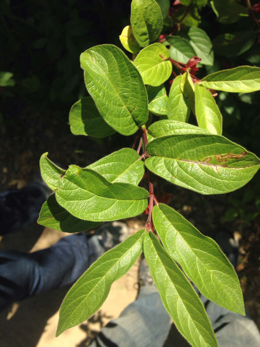 Image of twinberry honeysuckle