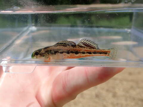 Image of Splendid darter