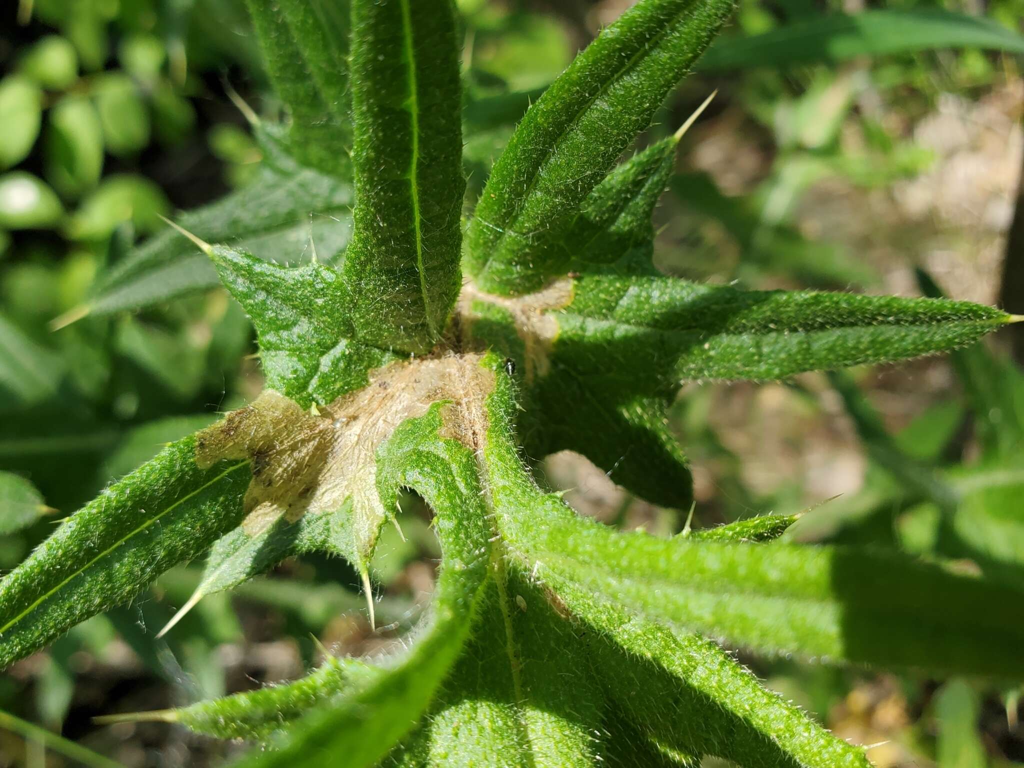 Image of Scrobipalpa acuminatella Sircom 1850