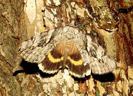 Image of Yellow-banded Underwing