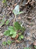 Image of shale barren buckwheat