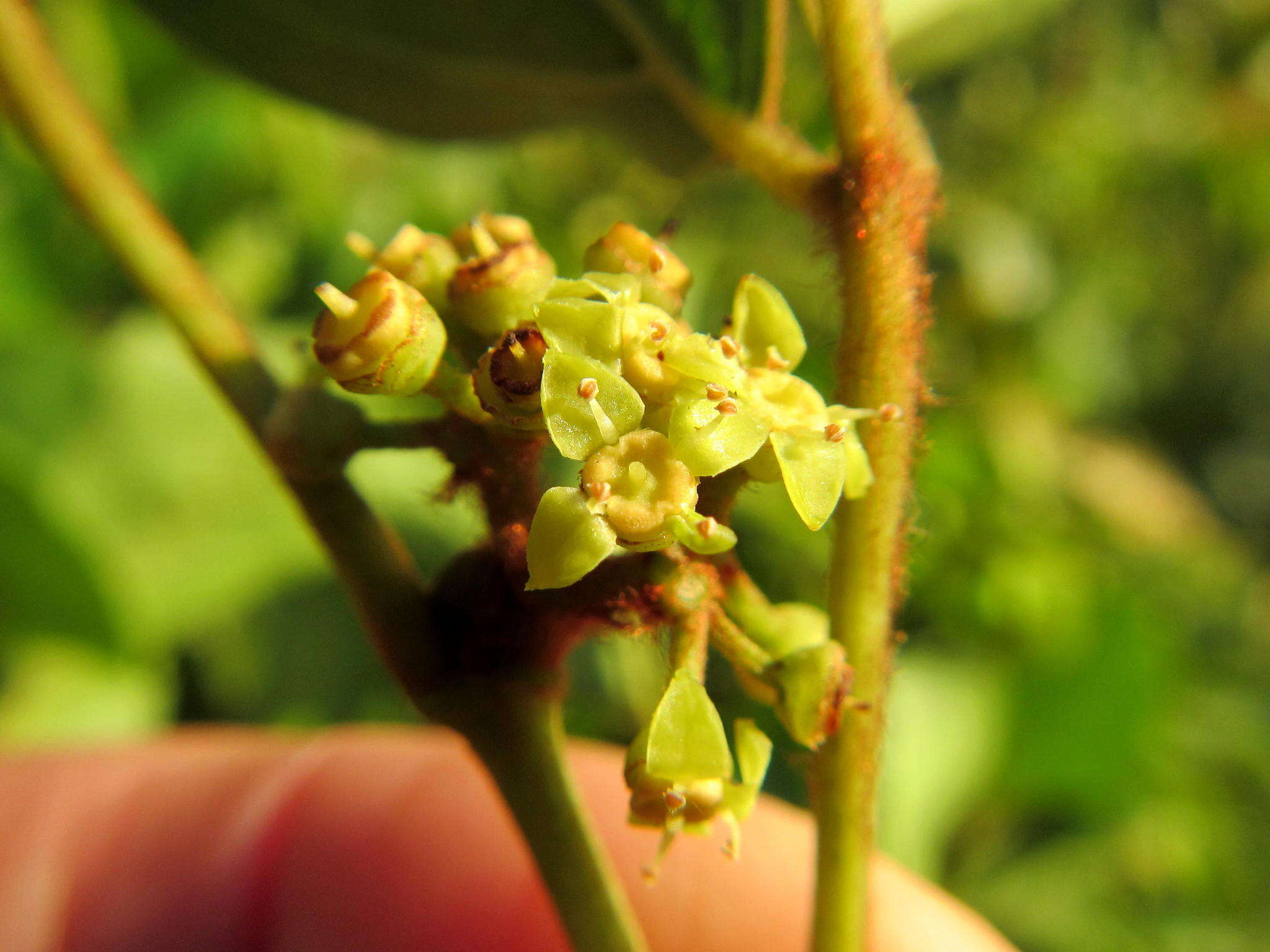 Plancia ëd Rhoicissus rhomboidea (E. Mey. ex Harv.) Planch.