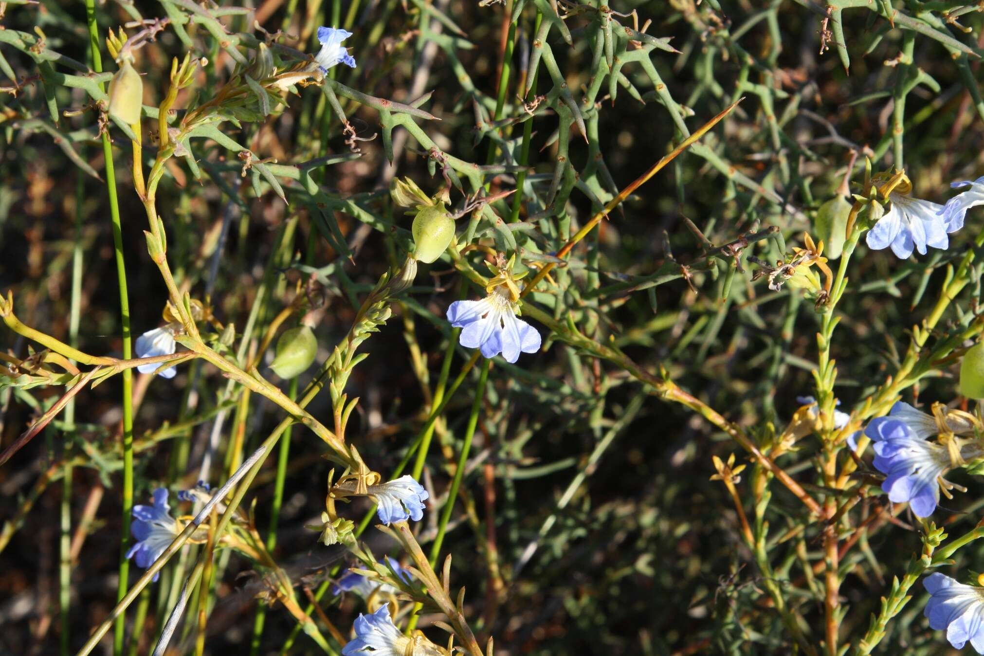 Image of Claw Leschenaultia