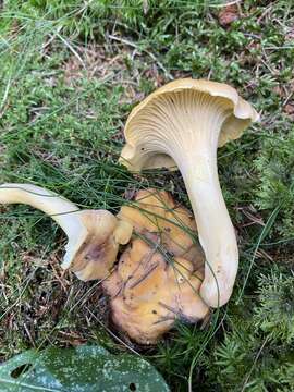 Cantharellus amethysteus (Quél.) Sacc. 1887 resmi