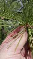 Image of Chihuahuan pine