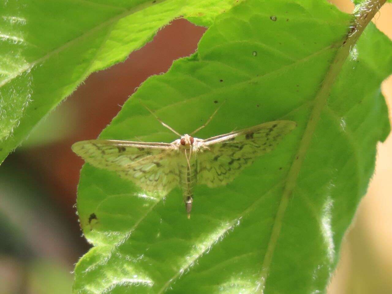 Image of Herpetogramma aquilonalis