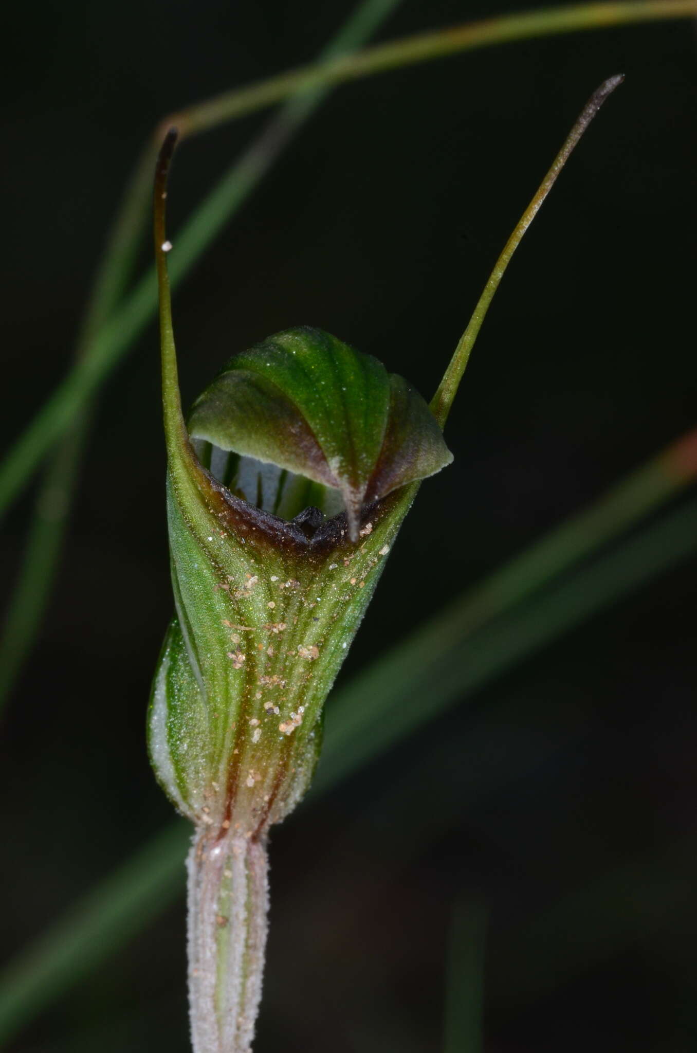 Image of Pterostylis toveyana Ewart & Sharman